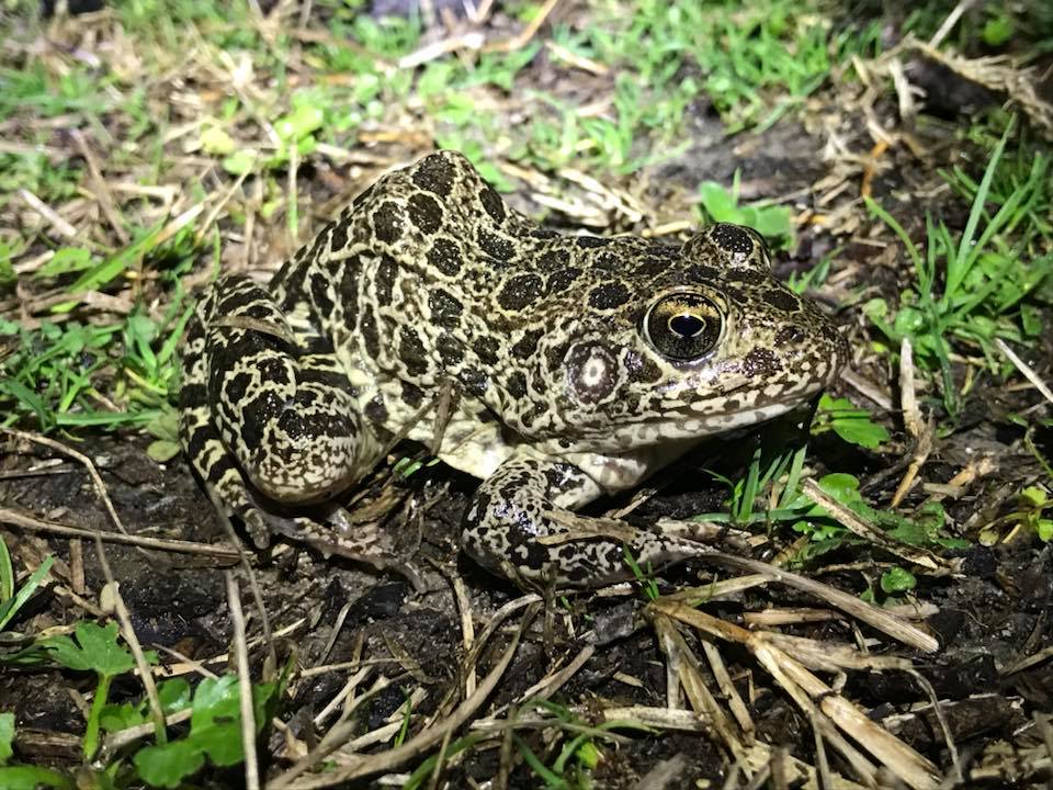 Frogs and Toads in Alabama Outdoor Alabama